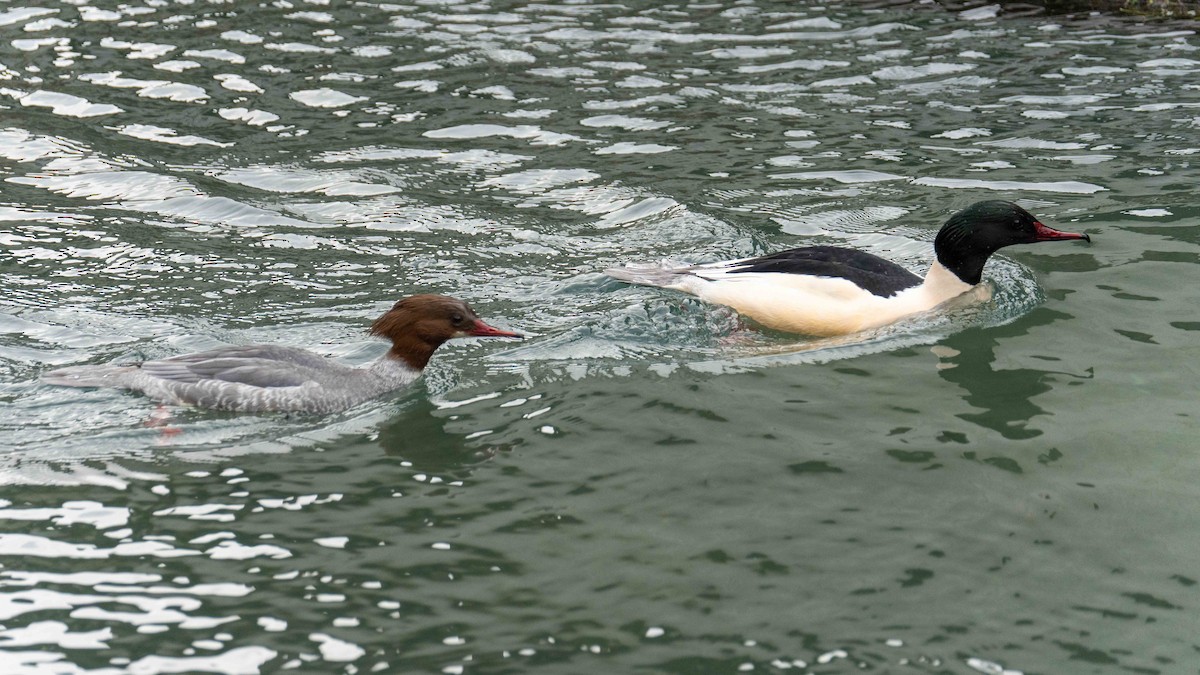Common Merganser - ML529334711