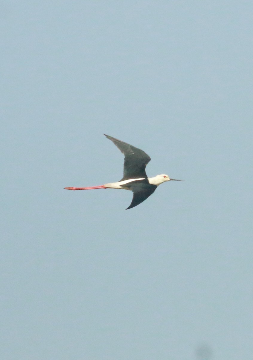 Black-winged Stilt - ML529334961