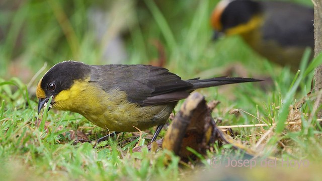 Pale-naped Brushfinch - ML529335581