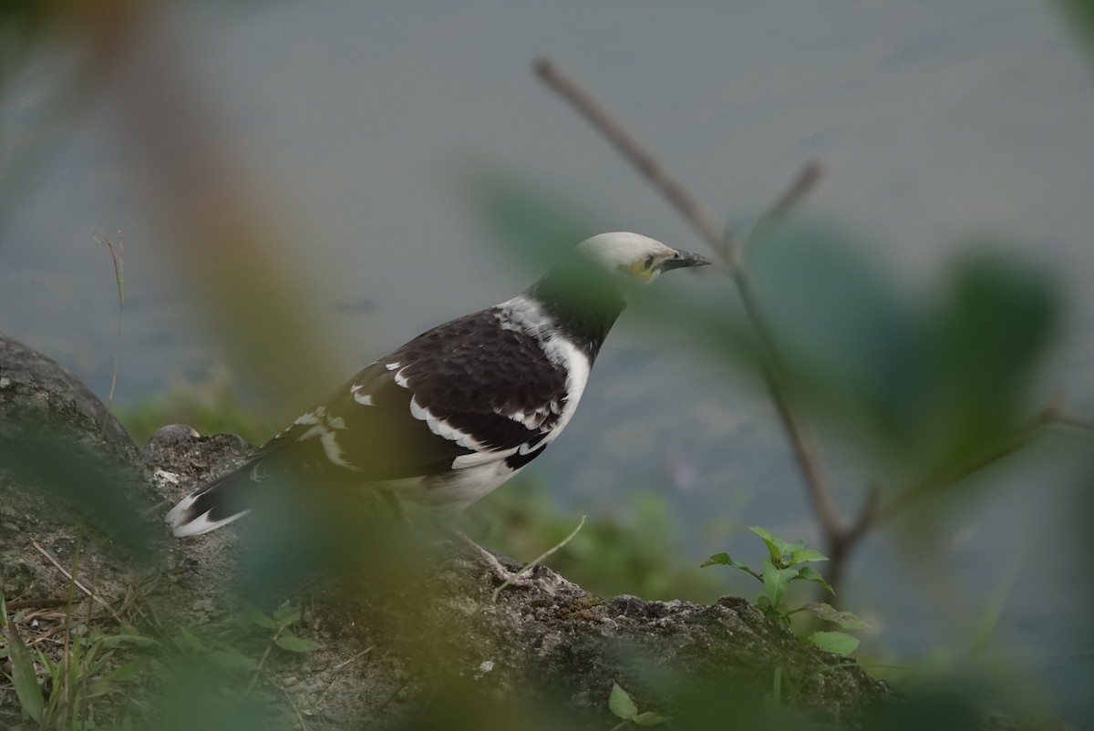 Black-collared Starling - ML529335731