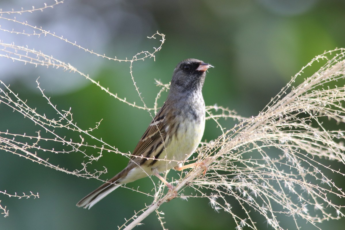 Black-faced Bunting - ML529337121