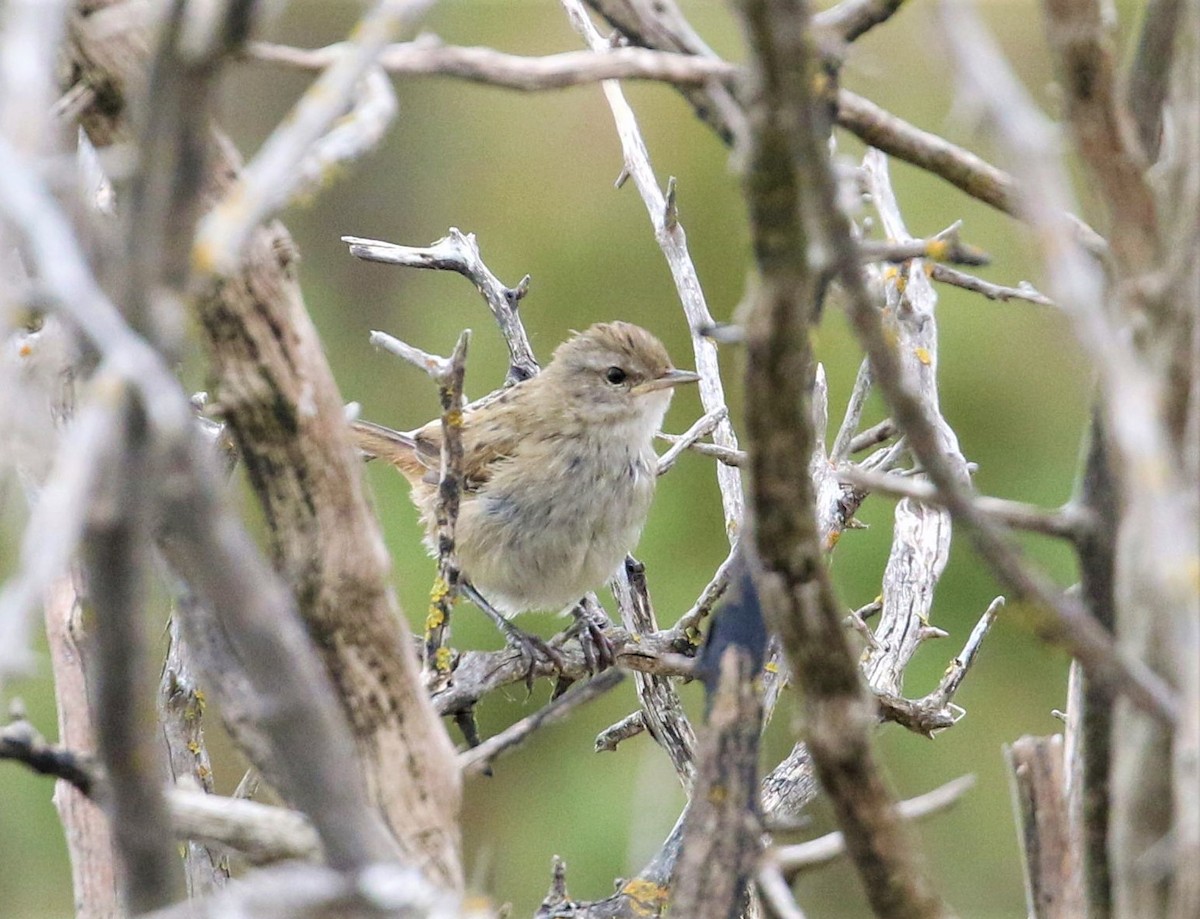 Little Grassbird - ML529337291