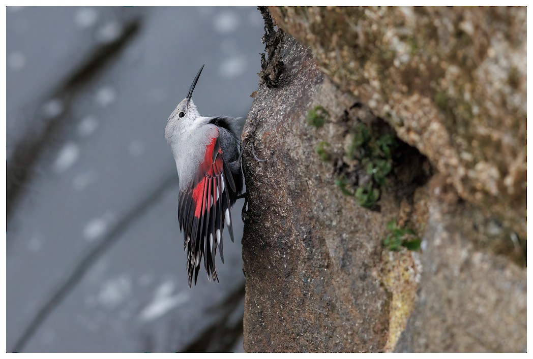 Wallcreeper - ML529337561