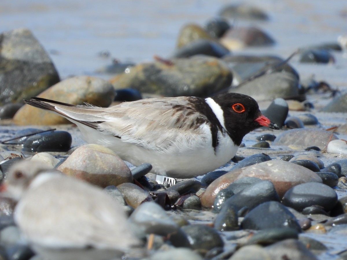 Hooded Plover - ML529338621