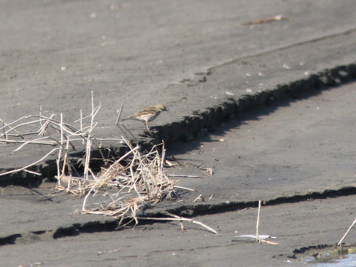 Pispola - ML529338711