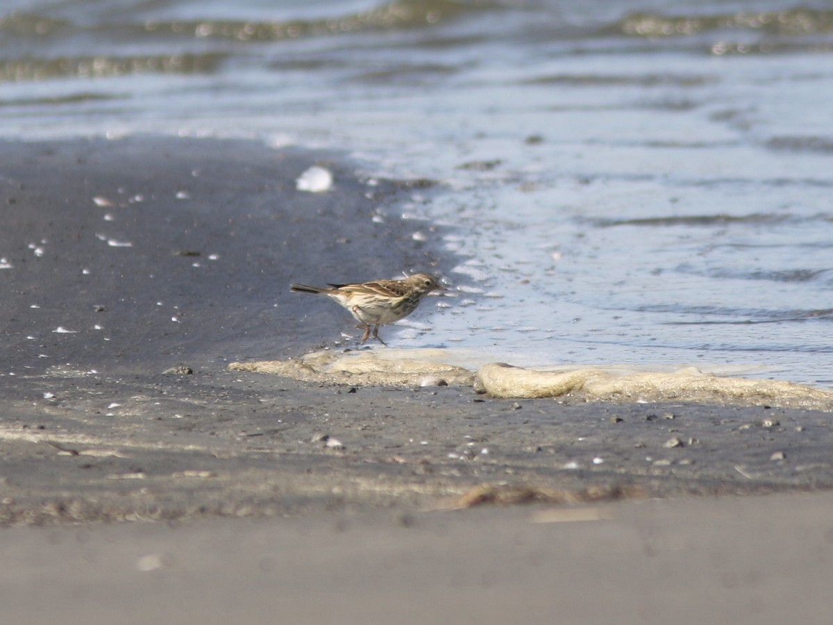 Meadow Pipit - ML529338721
