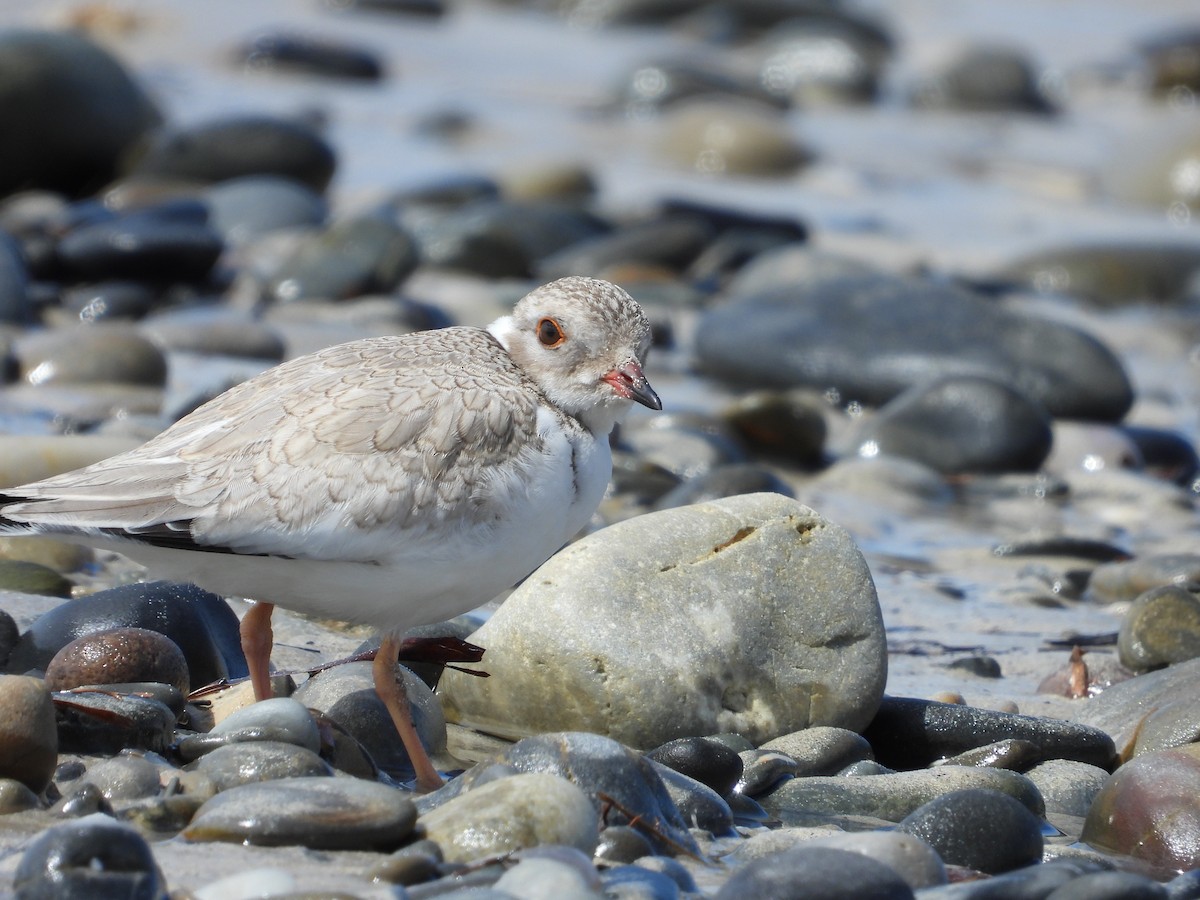 Hooded Plover - ML529338801
