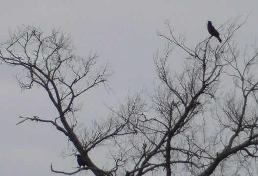 grackle sp. - ML529338851