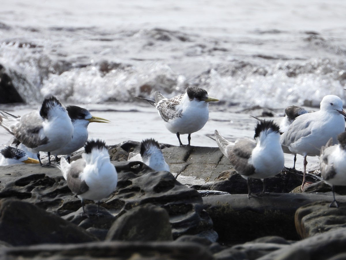 鳳頭燕鷗 - ML529339101