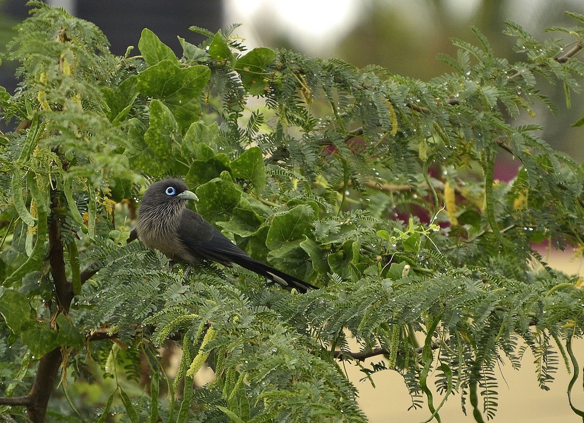 Blue-faced Malkoha - ML52933941