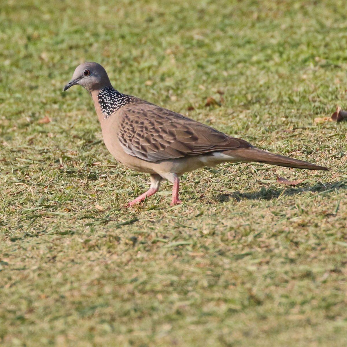 Spotted Dove - ML529339901