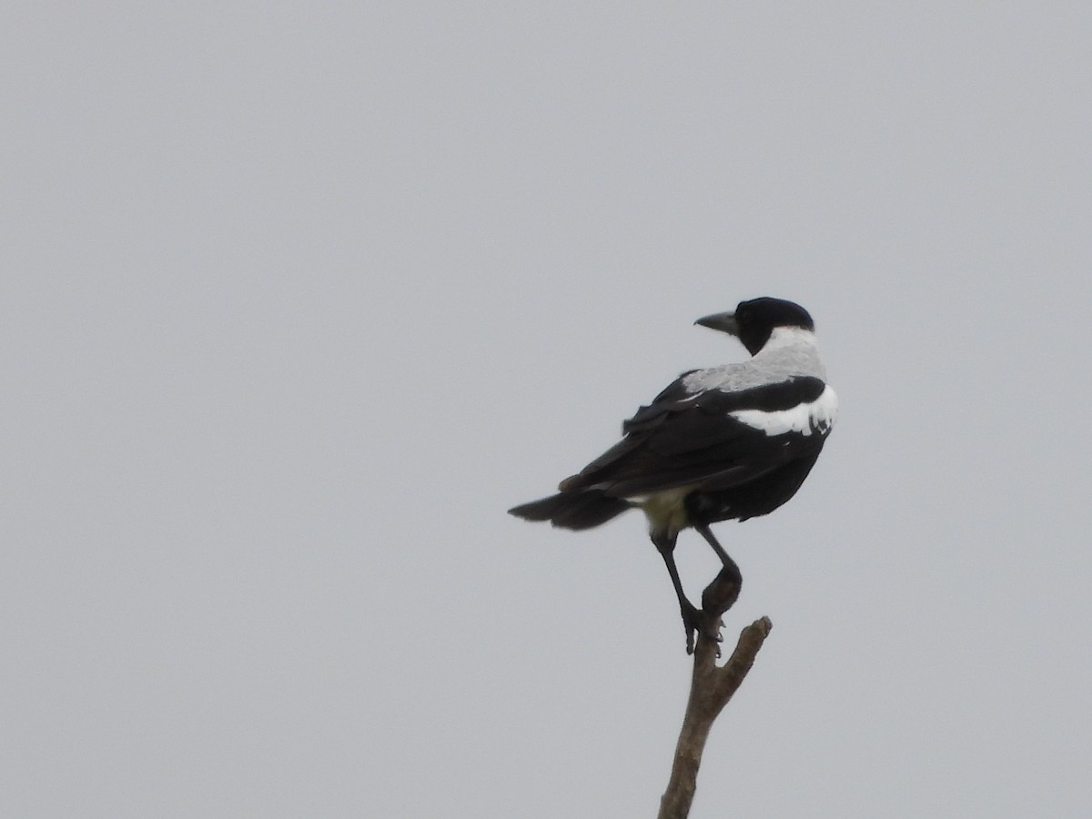 Australian Magpie - ML529341241
