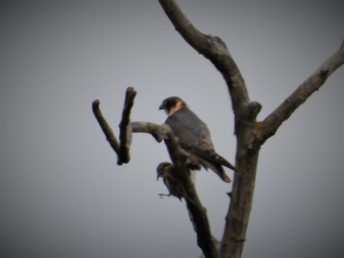 Australian Hobby - ML529341341