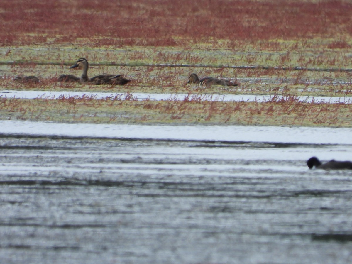 Ahate bekainduna - ML529342001