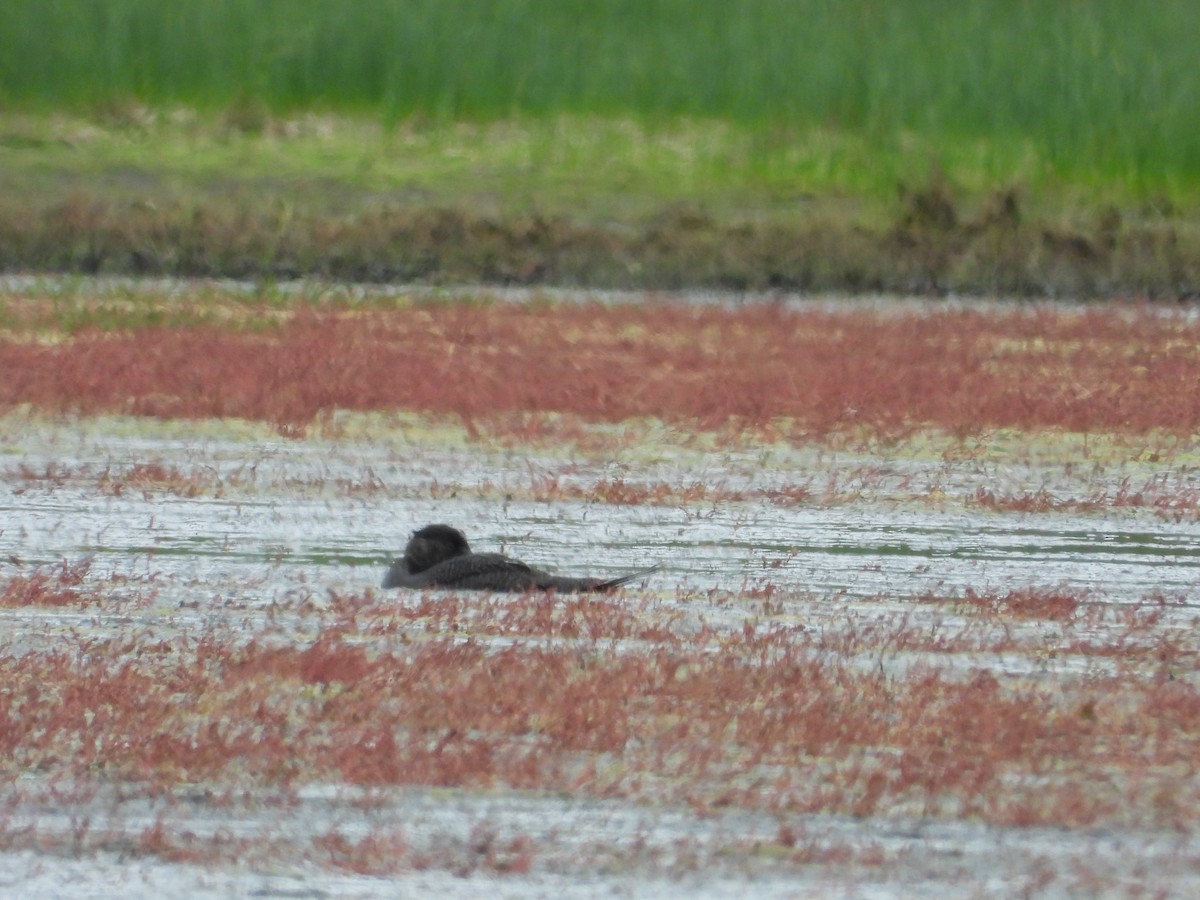 Musk Duck - ML529342051