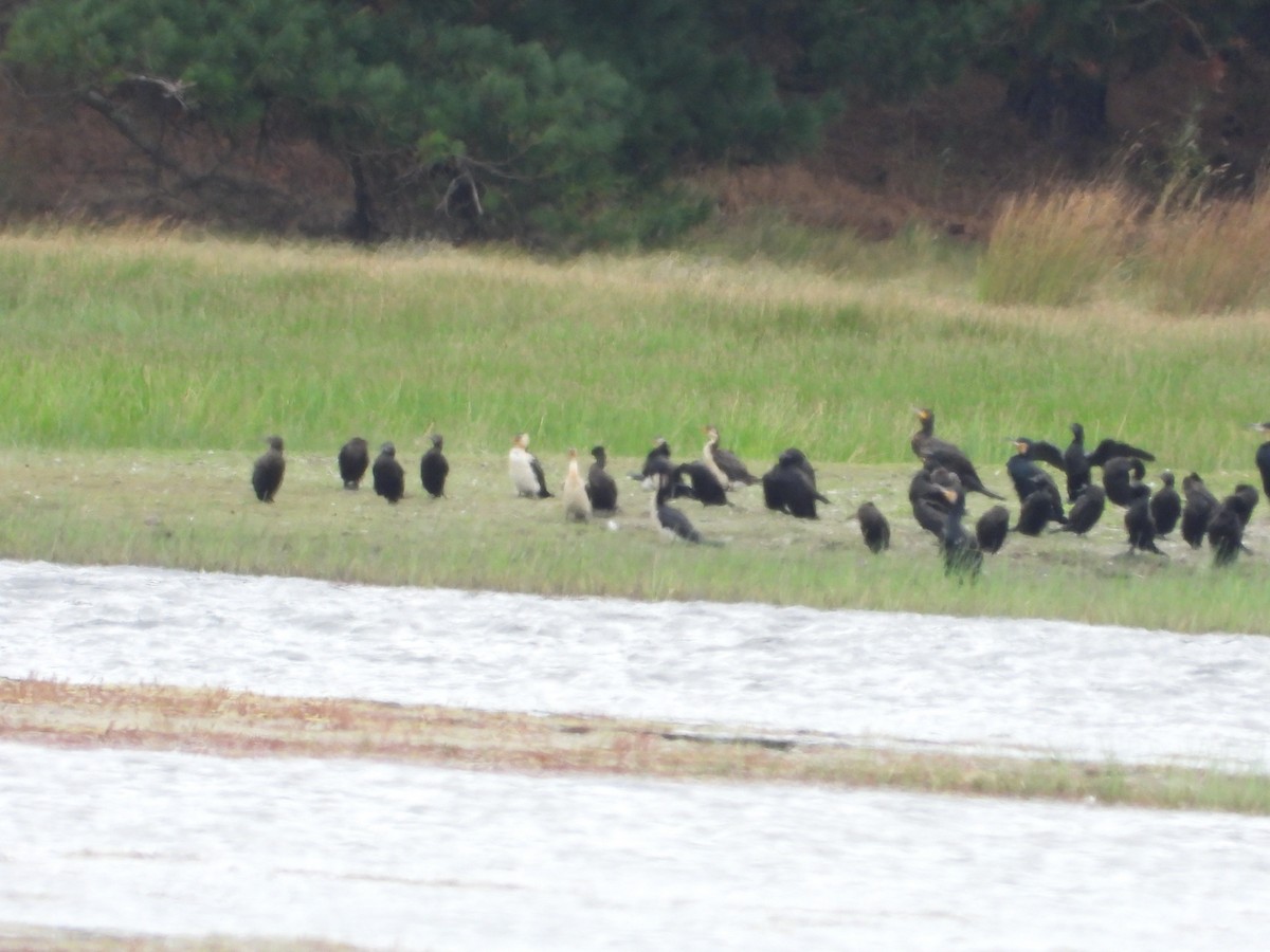 Ubarroi handia - ML529342311