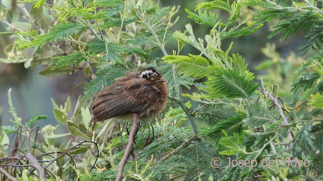 Andean Guan - ML529342401