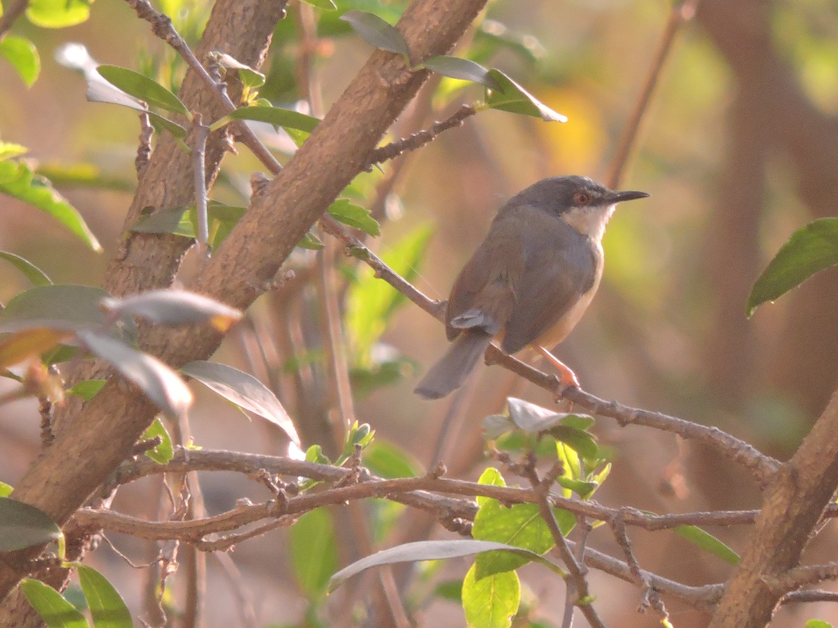 Ashy Prinia - Nivedita Karmakar