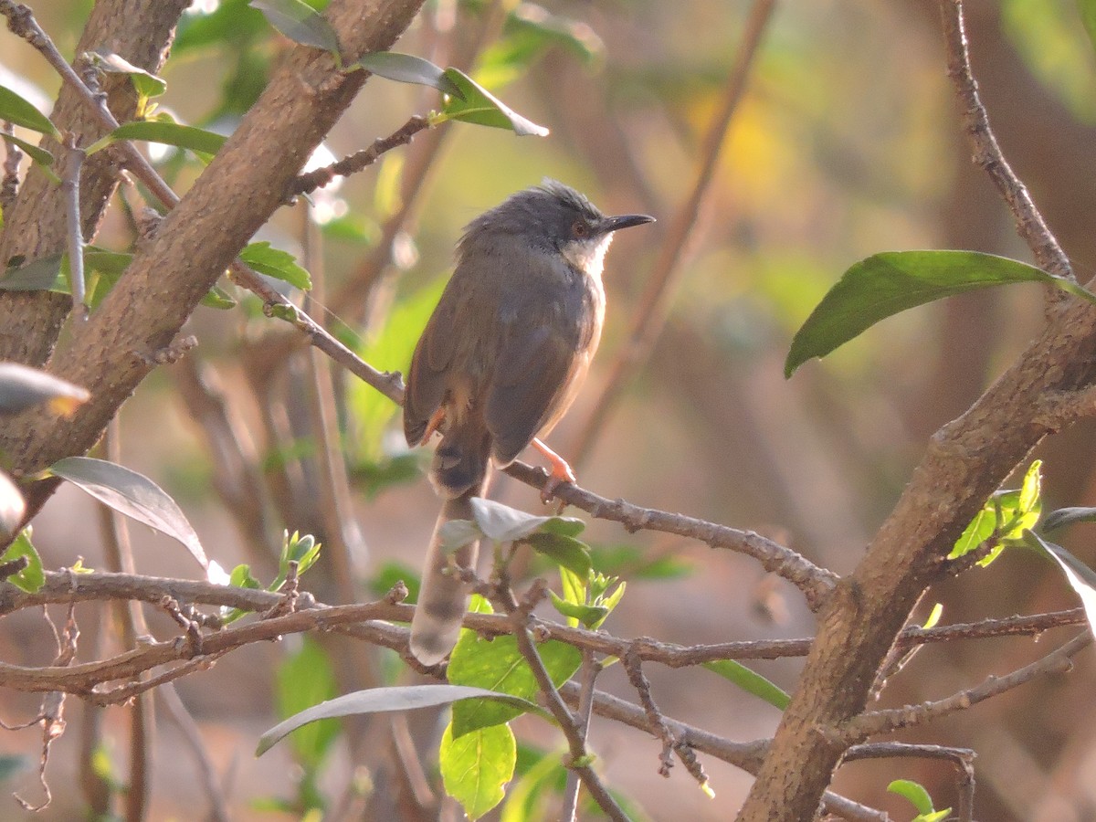 Ashy Prinia - Nivedita Karmakar