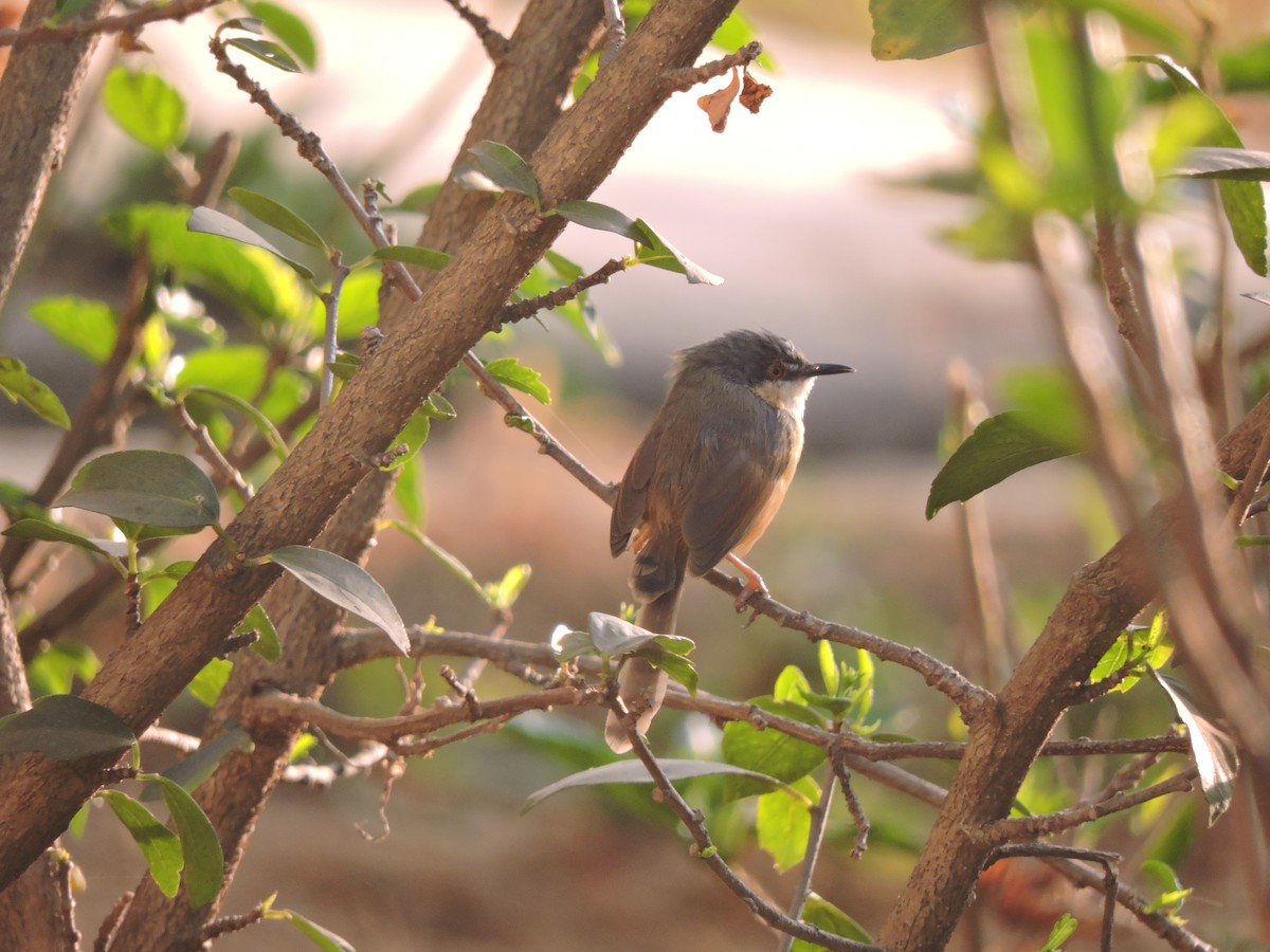 Ashy Prinia - Nivedita Karmakar