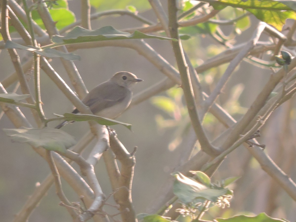 Taiga Flycatcher - ML529345011