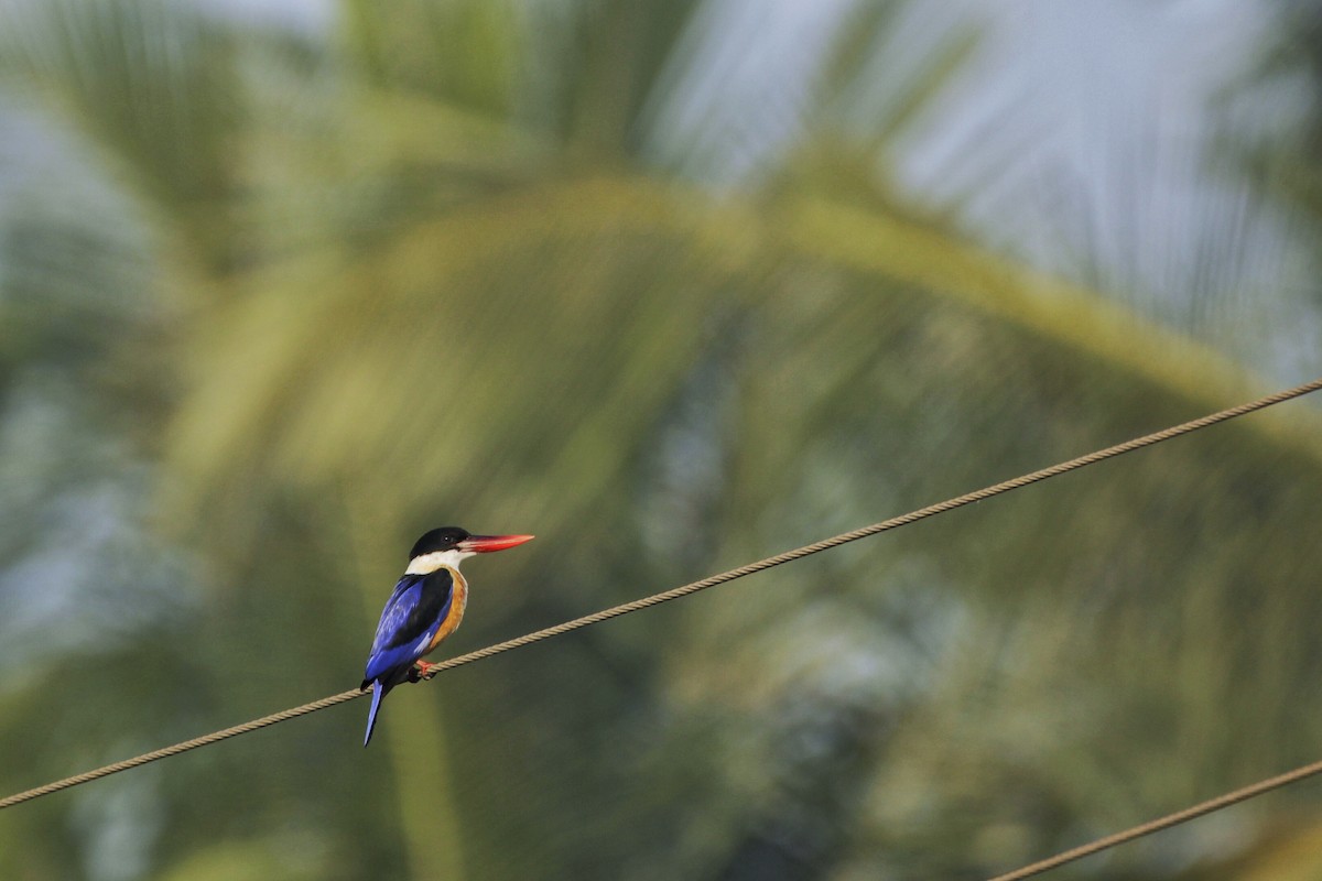 Black-capped Kingfisher - Jeev Guha