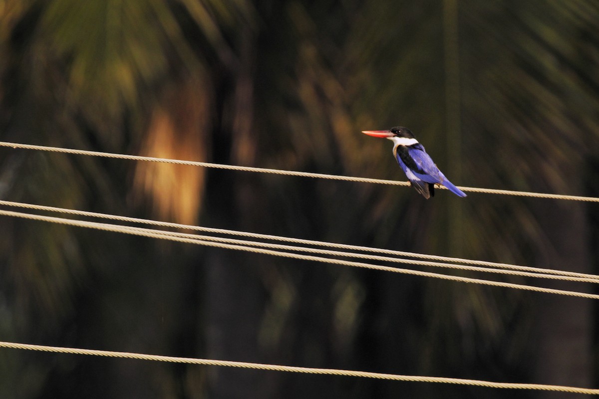 Black-capped Kingfisher - ML529346891