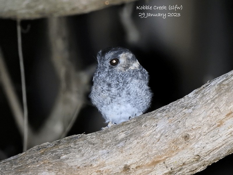 Australian Owlet-nightjar - Marie Tarrant