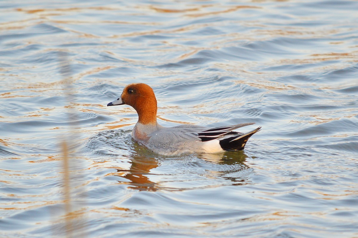 Eurasian Wigeon - ML529348841