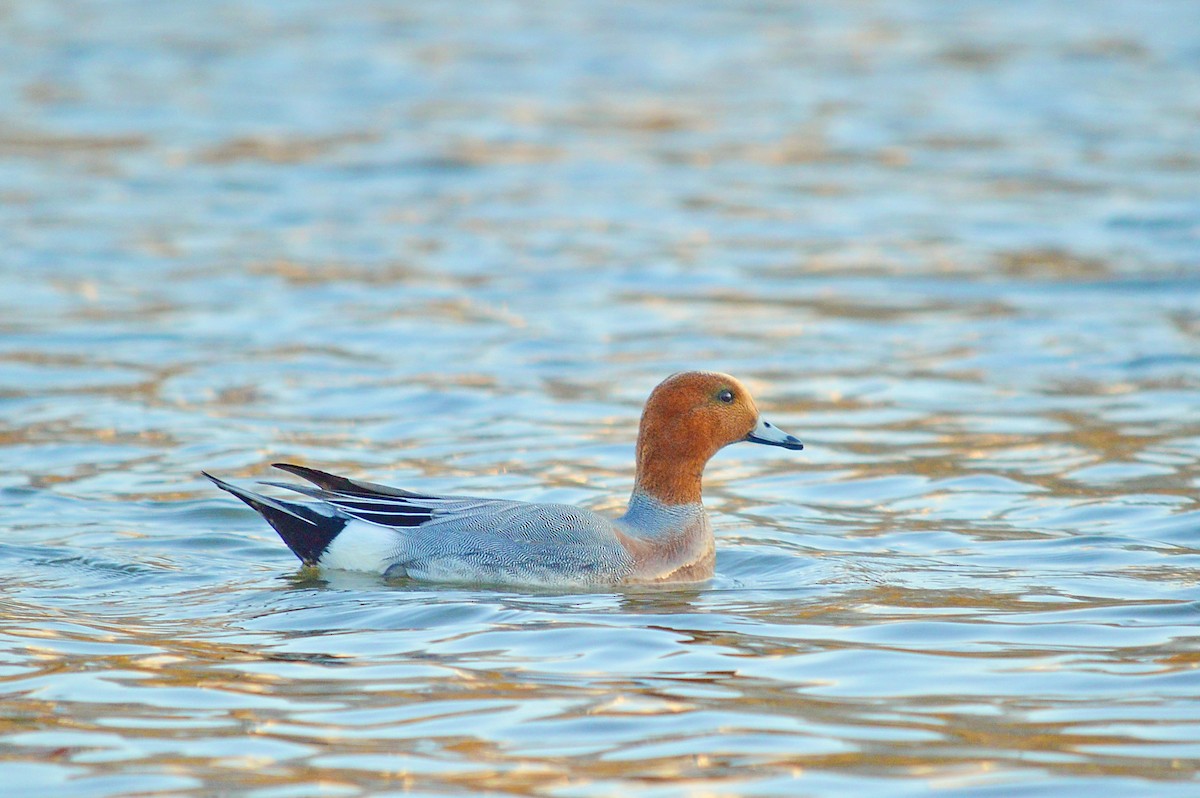 Eurasian Wigeon - ML529348851