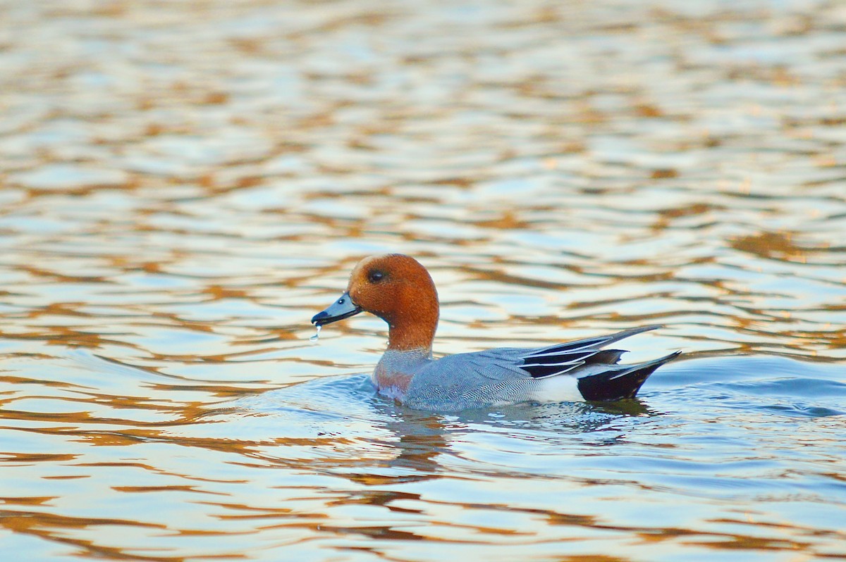 Eurasian Wigeon - ML529348861