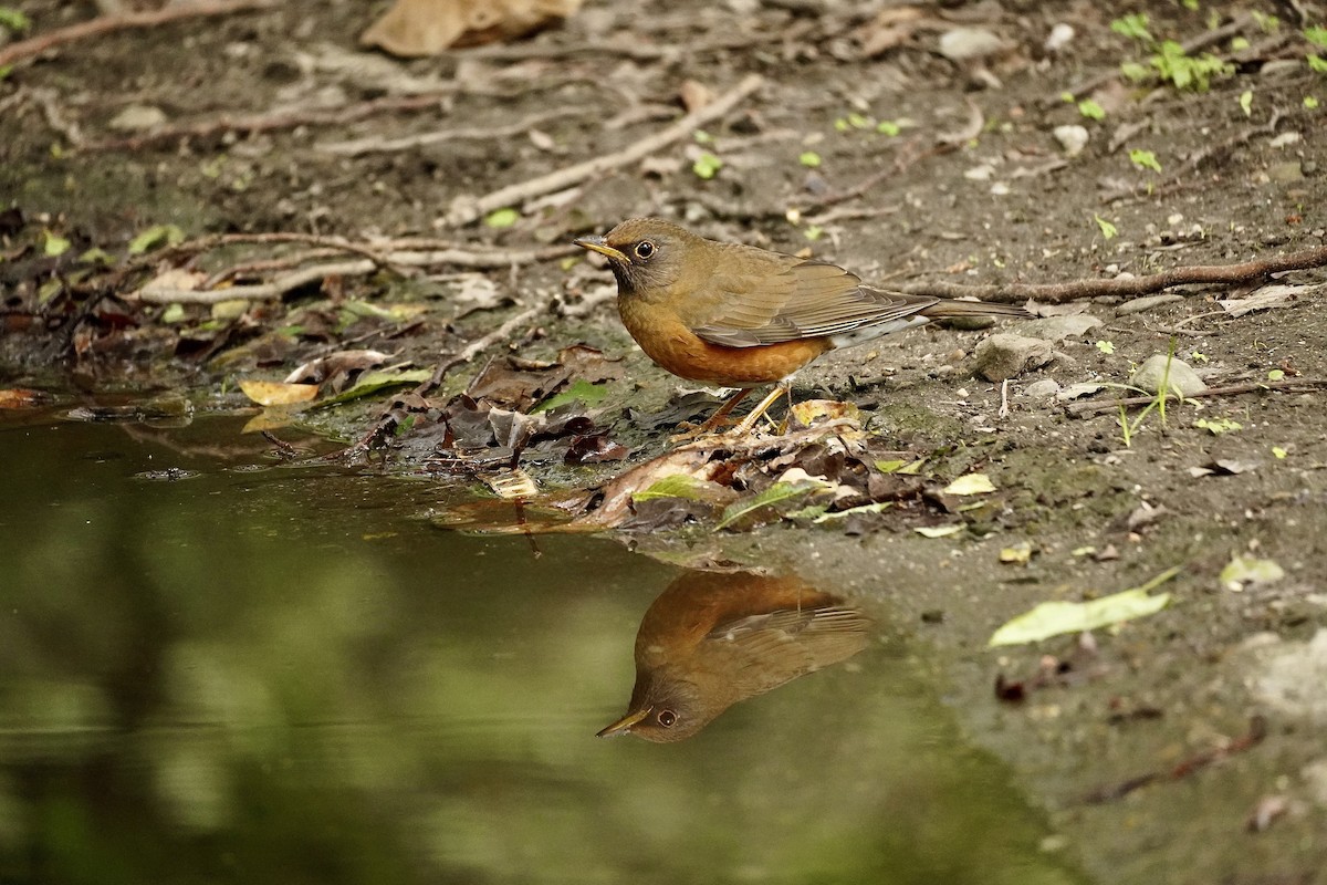 Brown-headed Thrush - Cassie  Liu