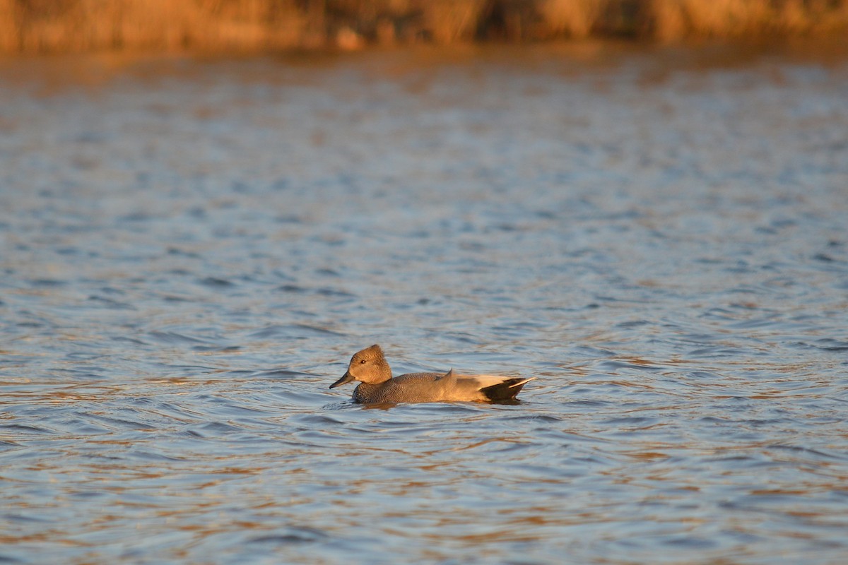Gadwall - ML529350091