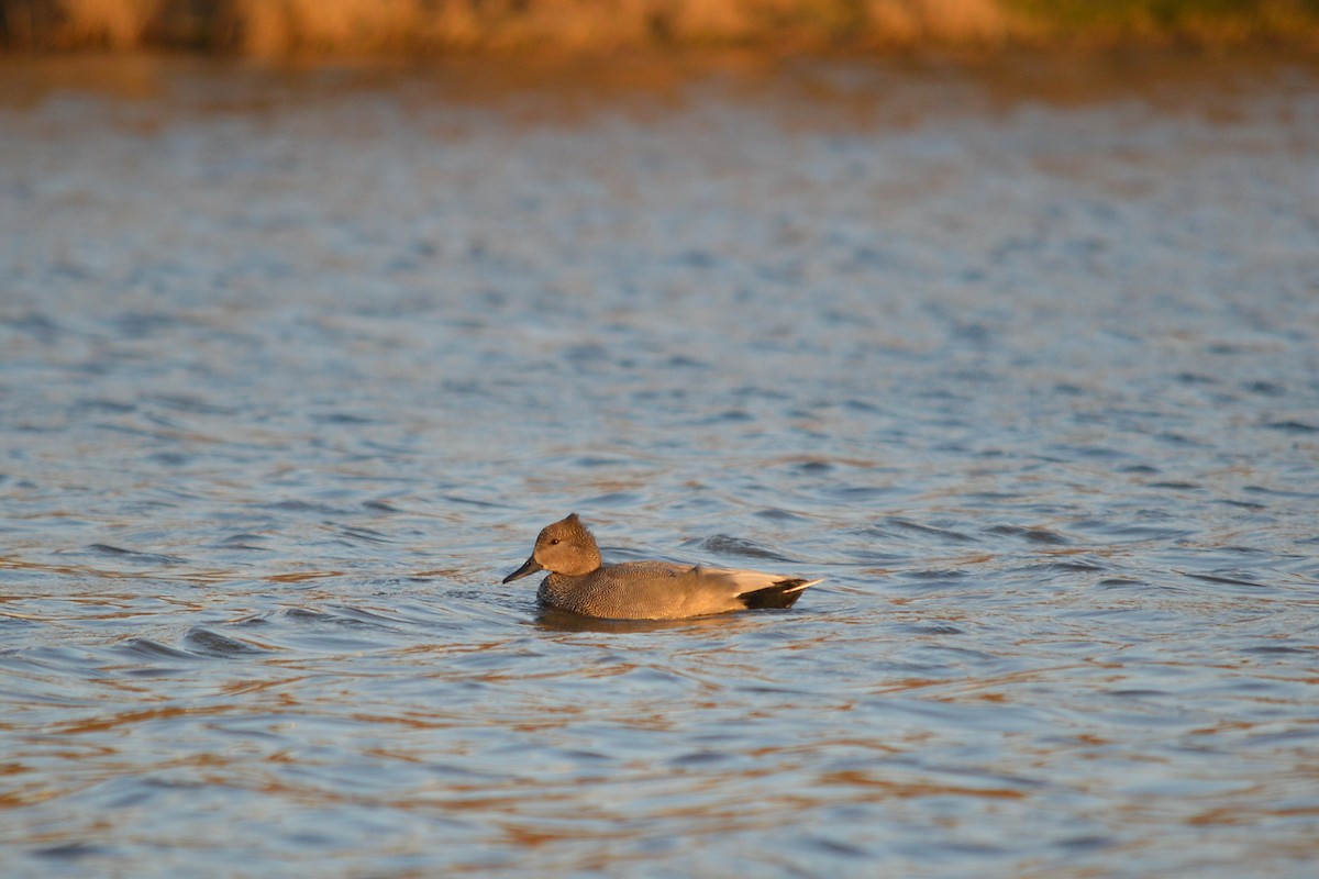 Gadwall - ML529350101