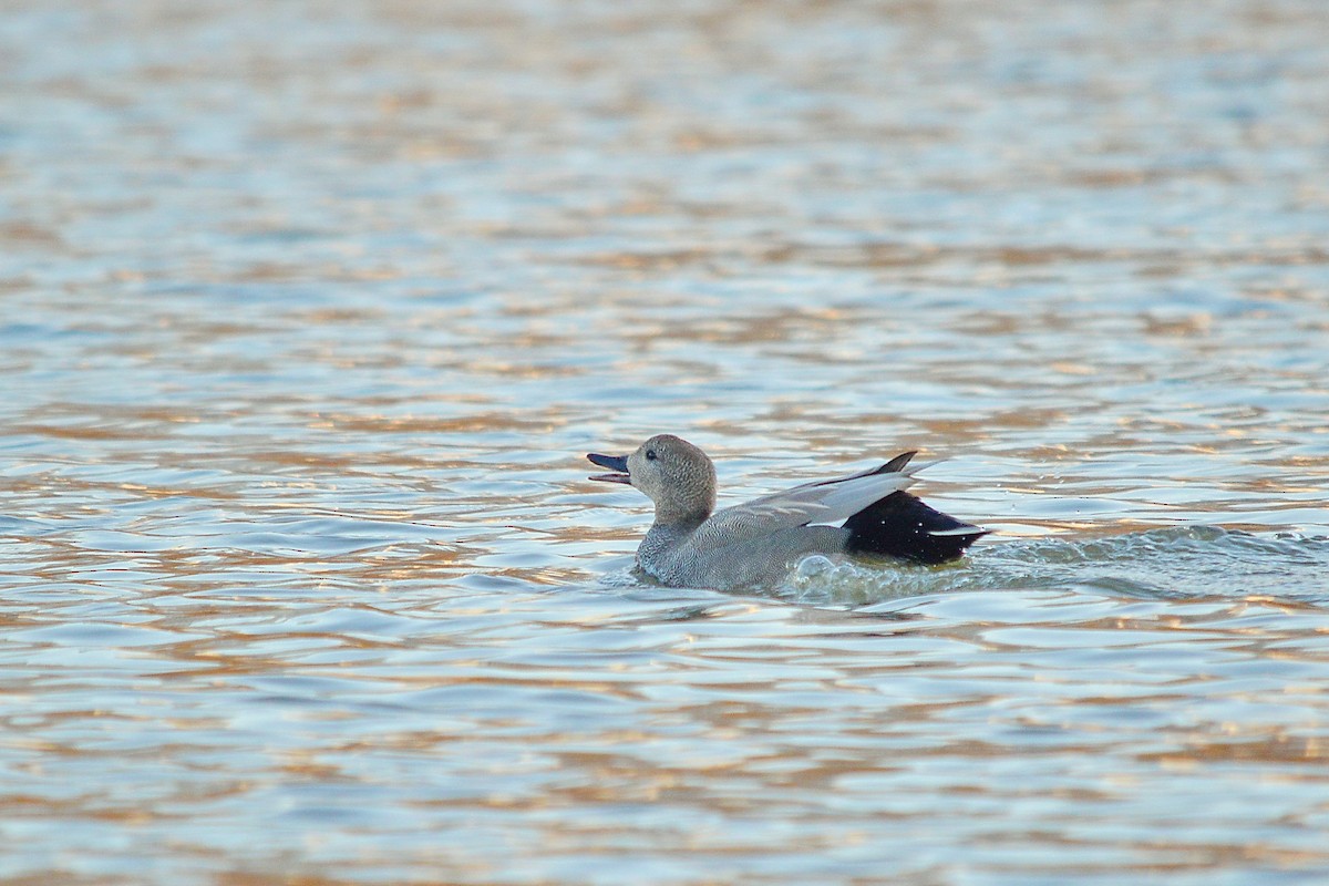 Gadwall - ML529350111