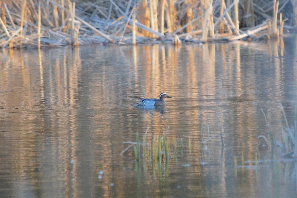 Garganey - ML529350131