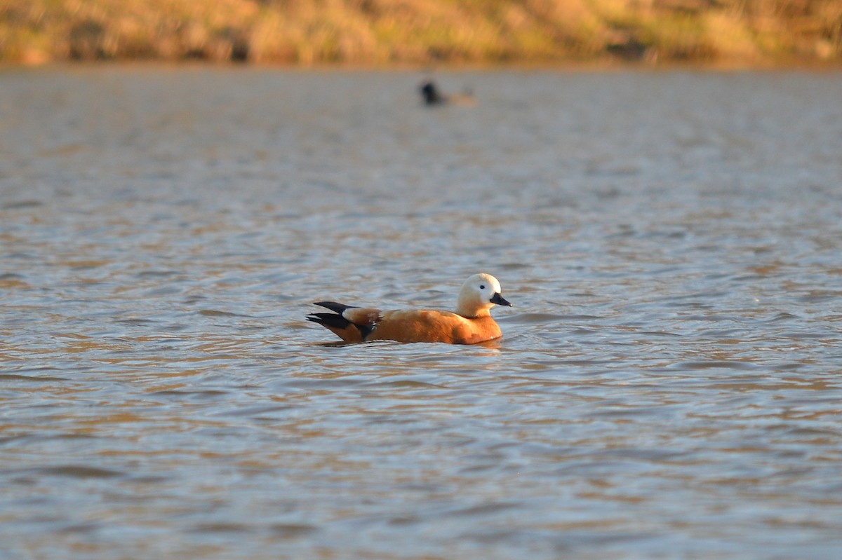 Ruddy Shelduck - ML529350631