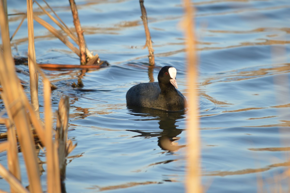 Eurasian Coot - ML529350701