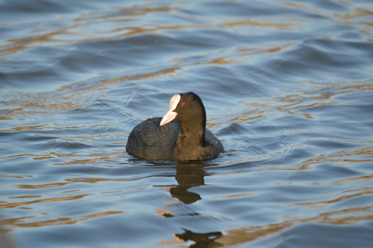 Eurasian Coot - ML529350711