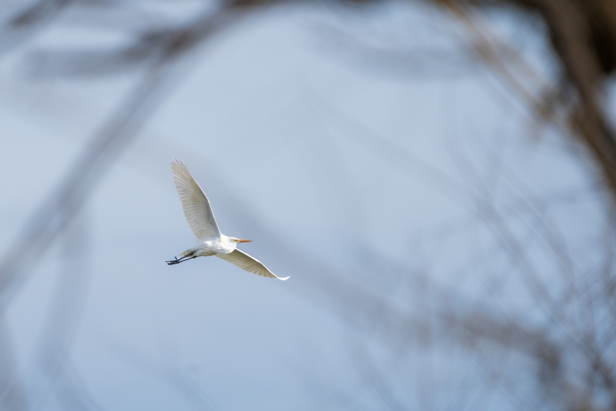 Great Egret - ML529350841