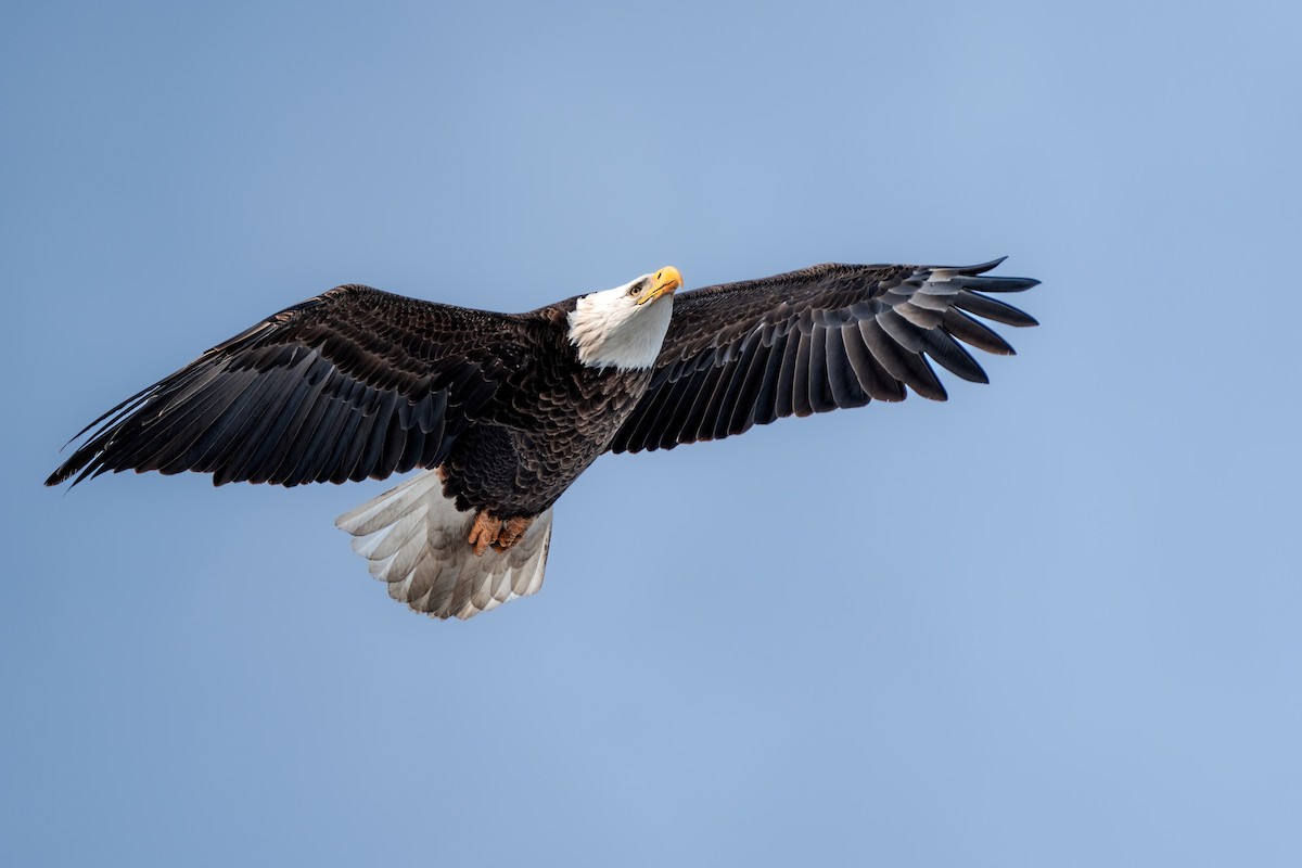 Bald Eagle - ML529350861
