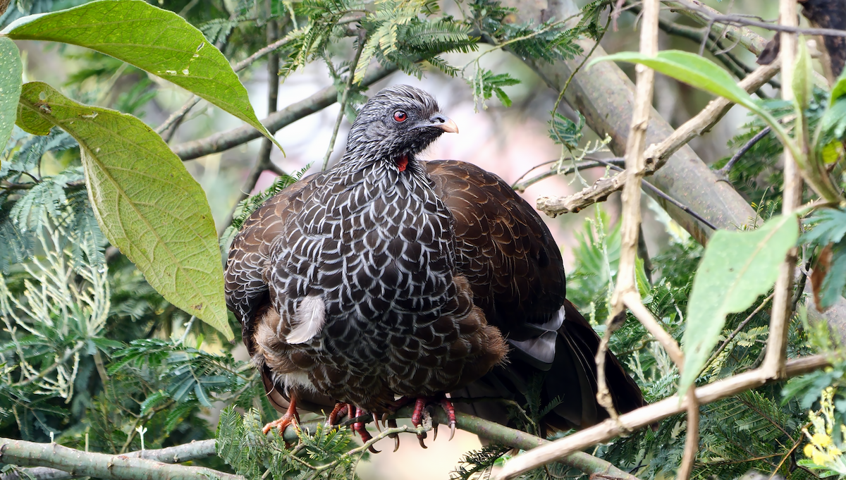 Andean Guan - ML529351111