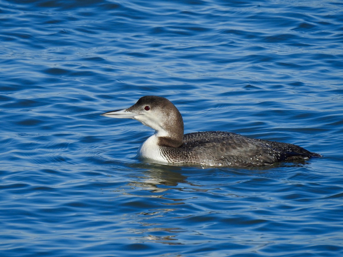 Red-throated Loon - ML529351601