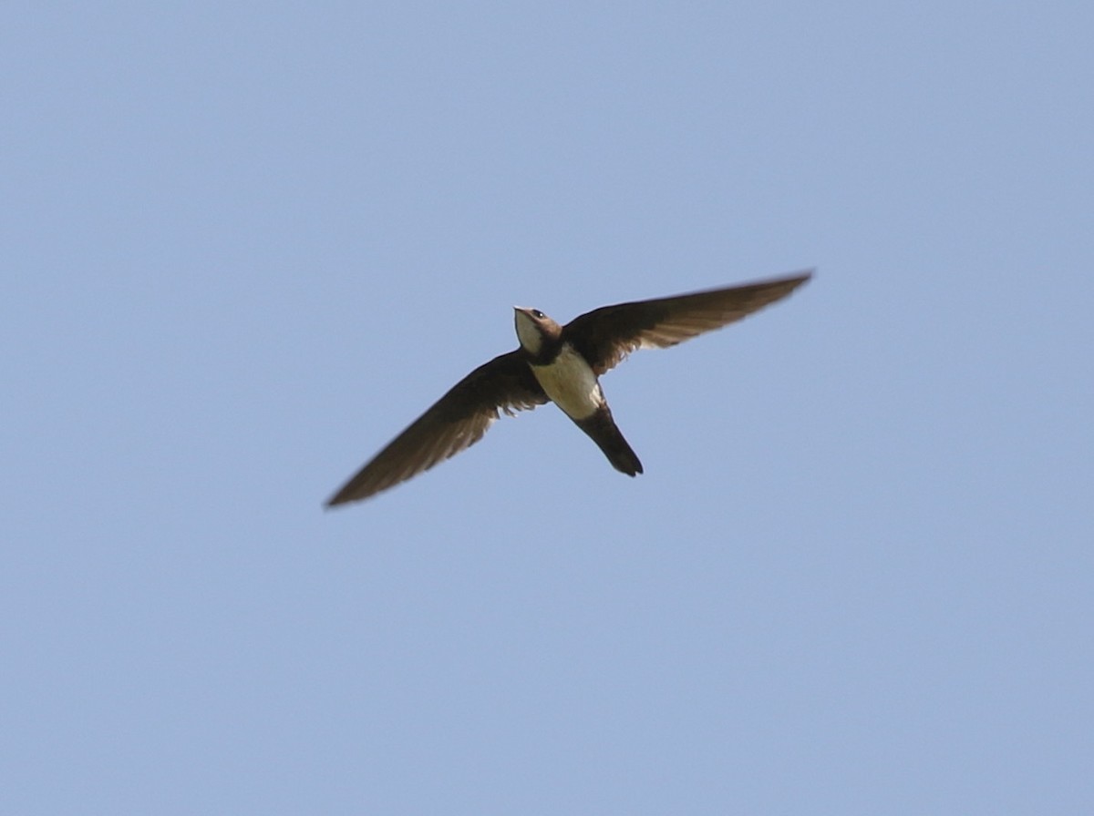 Alpine Swift - Vijaya Lakshmi