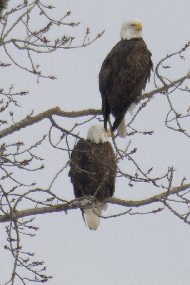 Bald Eagle - ML529353661