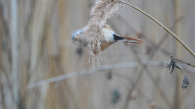 Bearded Reedling - ML529354951