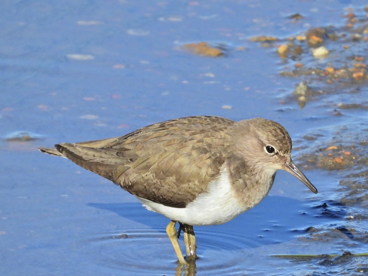 Common Sandpiper - ML529355281