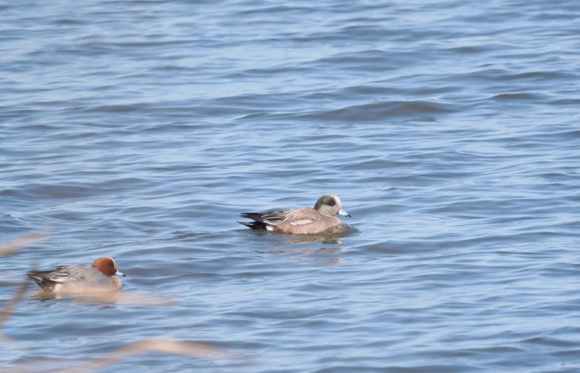 American Wigeon - ML529356041