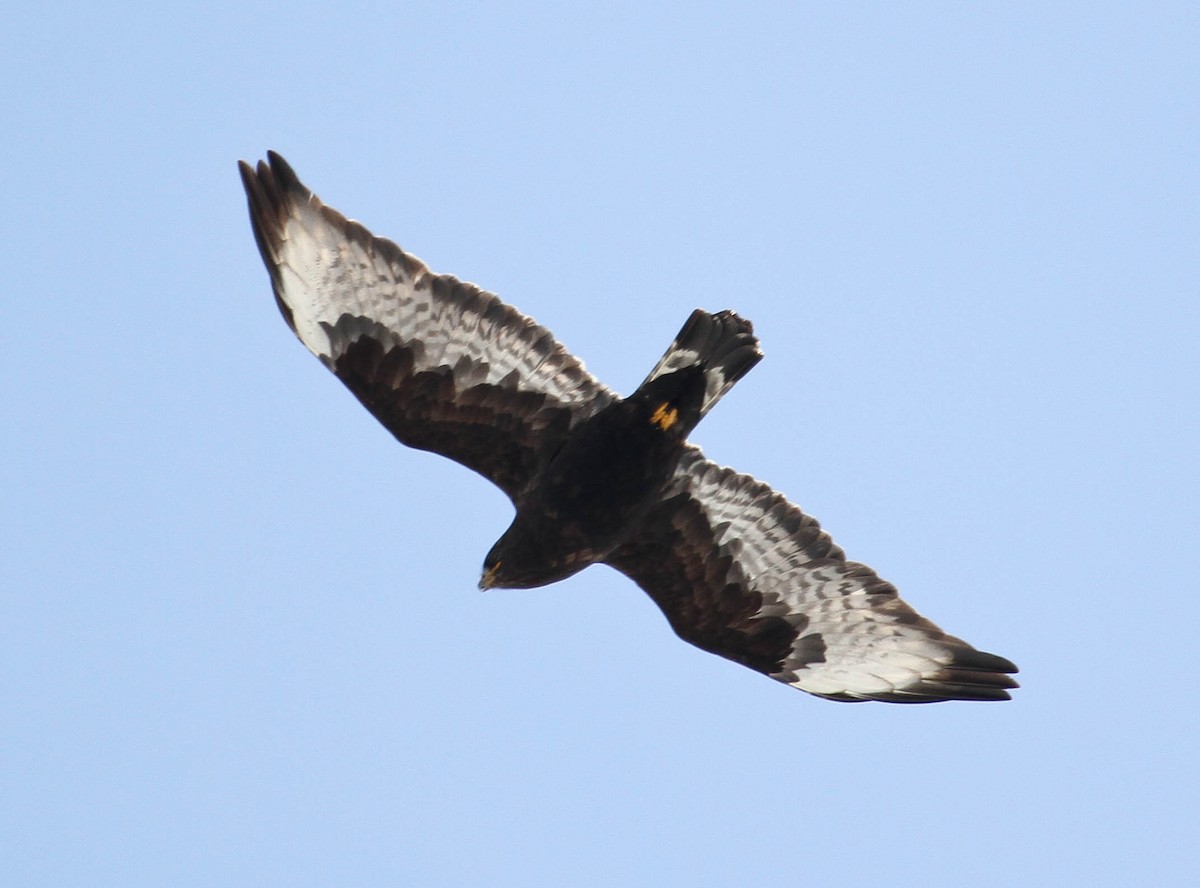 Rough-legged Hawk - Skye Haas