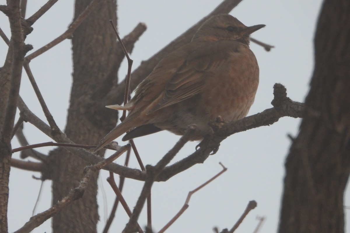 Naumann's Thrush - ML529357491